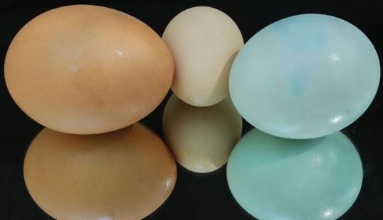 Manakah yang Akan Anda Pilih, Telur Ayam atau Telur Bebek?